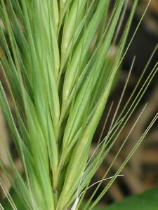 Barley Grass spikelets