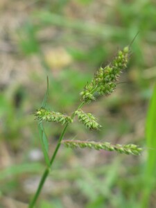 Flower-head of Barnyard Grass