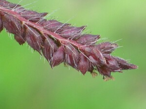 Spikelets of Barnyard Grass