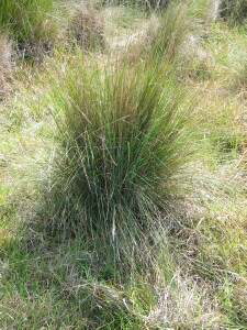 Tussock of Blue Tussock-grass
