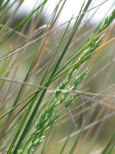 Blue Tussock-grass flowerheads and leaves