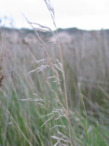 Old flower-head of Blue Tussock-grass from the previous season