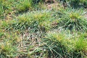 Borrer's Saltmarsh Grass - plants
