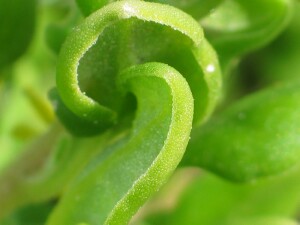 Bower Spinach leaf edge