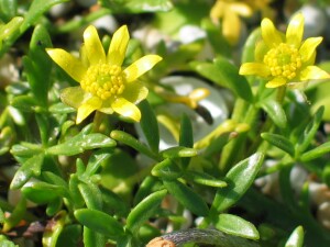 Leaves and flowers of Brackish Plains Buttercup