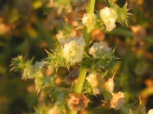 Flowering Buckbush