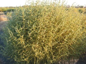 Mature Buckbush shrub