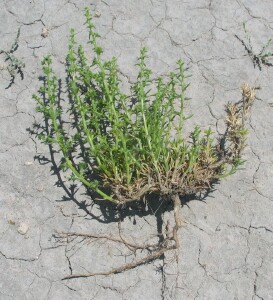 Small Buckbush plant showing tap-root
