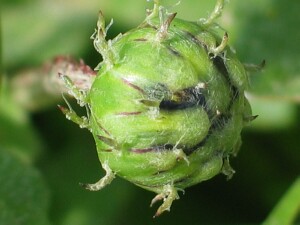 Capeweed flower-bud