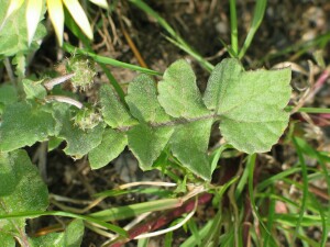Capeweed leaf