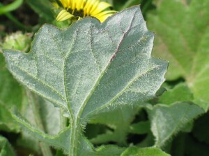 Lower surface of Capeweed leaf