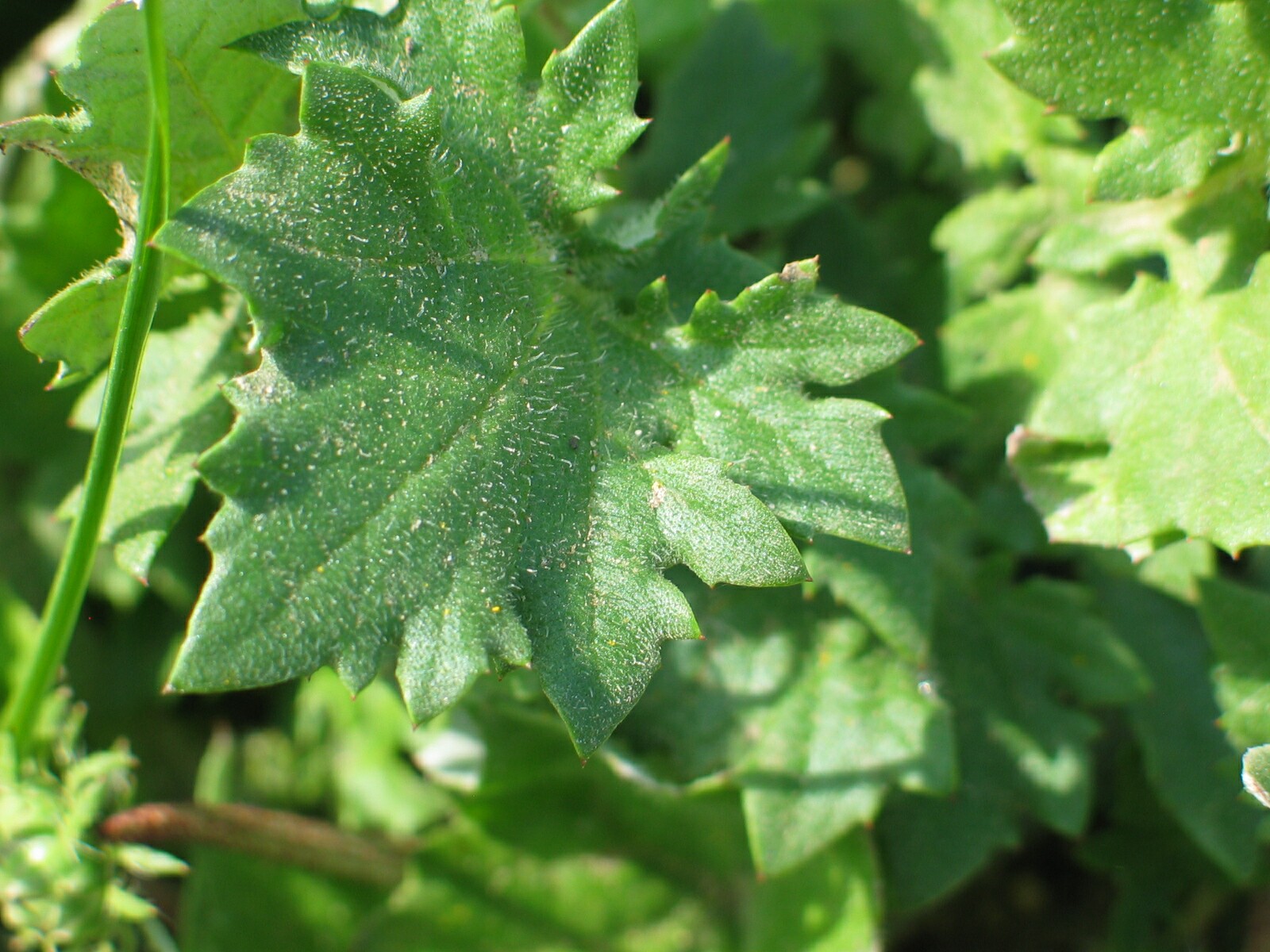 Upper surface of Capeweed leaf