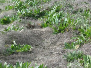 Cats-ear plants growing through senesced Salt-marsh Grass