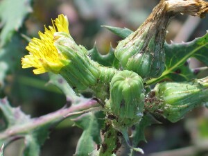 Clammy Sow-thistle flower buds