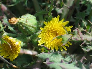 Flowers of Clammy Sow-thistle
