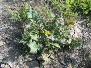 Clammy Sow-thistle plant