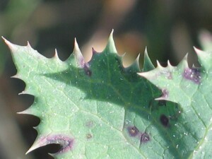 Toothed margin of Clammy Sow-thistle leaf