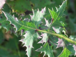 Upper section of Clammy Sow-thistle leaf