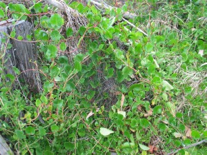 Climbing Lignum scrambling plant