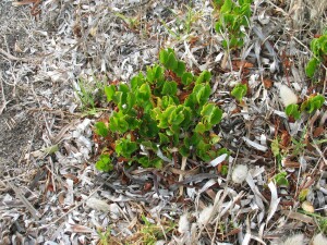 Climbing Lignum small plant