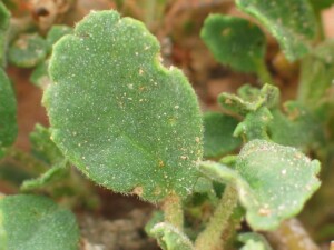 Clustered Lawrencia leaf