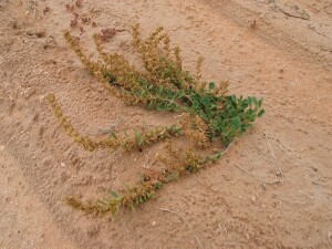 Clustered Lawrencia plant