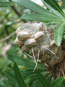 Coast Banksia cone with fruit