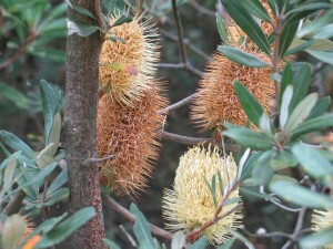 Coast Banksia flower cones of various ages