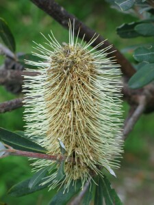 Mature flower cone of Coast Banksia