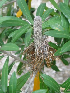 Coast Banksia old flower