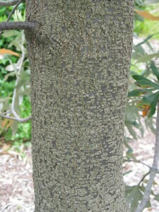 Coast Banksia trunk