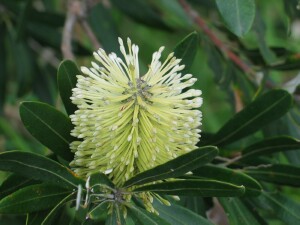 Young flower cone of Coast Banksia
