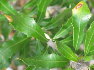 Young leaves of Coast Banksia