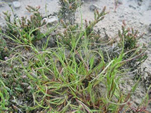 Coast Barb-grass plants