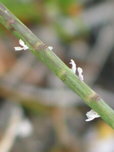 Coast Barb-grass flower spike