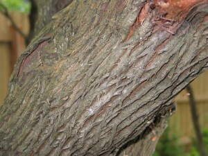 Coast Beard-heath bark