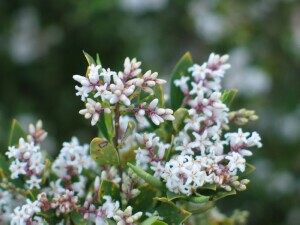 Coast Beard-heath flower buds