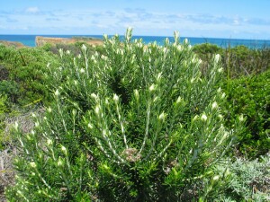 Coast Everlasting plant