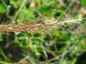 Coast Spear-grass flower head