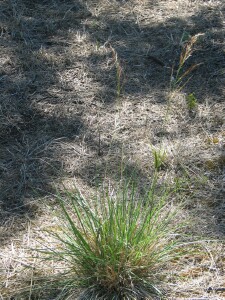 Coast Spear-grass plant