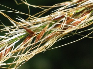 Coast Spear-grass spikelets