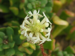 Flower-head (from above) of Coast Stackhousia