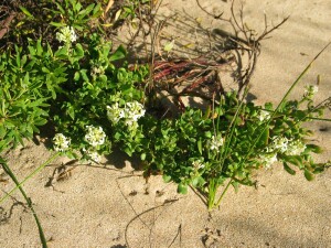 Coast Stackhousia plant