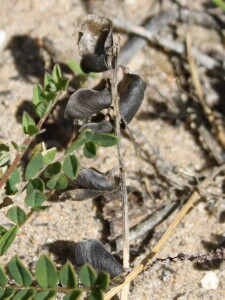 Pods of Swainson’s Pea