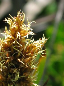 Coast Sword-sedge flower head with anthers