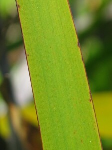 Coast Sword-sedge leaf