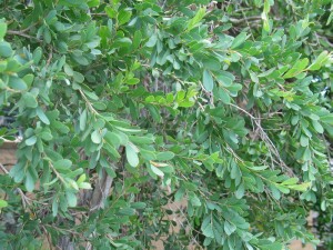 Coast Tea-tree branches