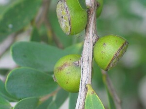 Coast Tea-tree fruit