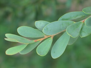 Coast Tea-tree leaves