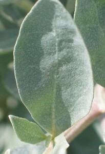 Coastal Saltbush leaf